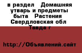  в раздел : Домашняя утварь и предметы быта » Растения . Свердловская обл.,Тавда г.